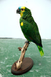 Blue-fronted Amazon