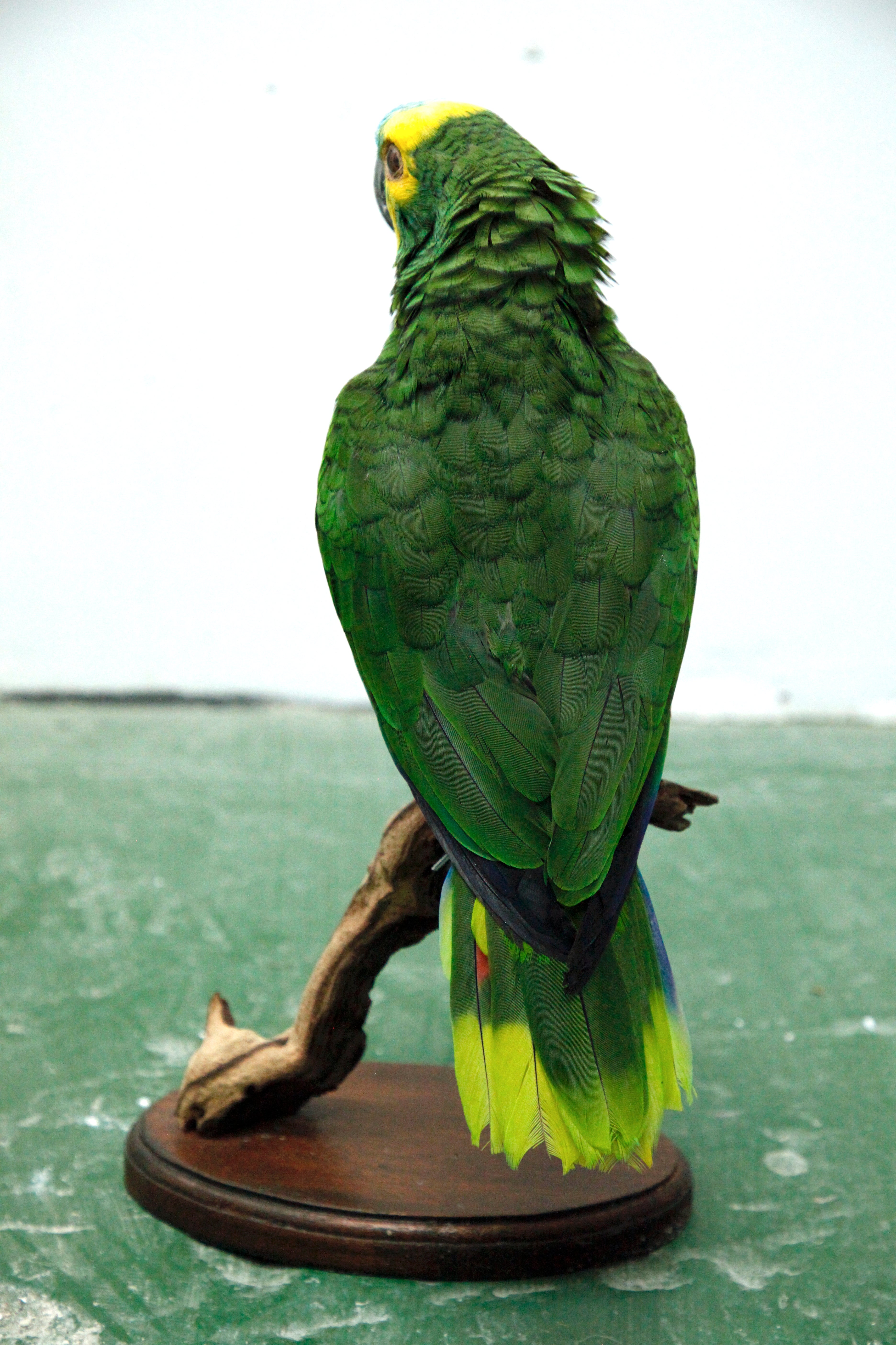 Blue-fronted Amazon