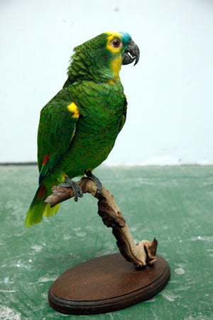 Blue-fronted Amazon