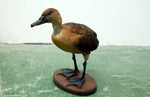 Fulvous whistling Duck 02