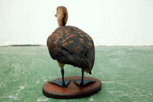 Fulvous whistling Duck 02