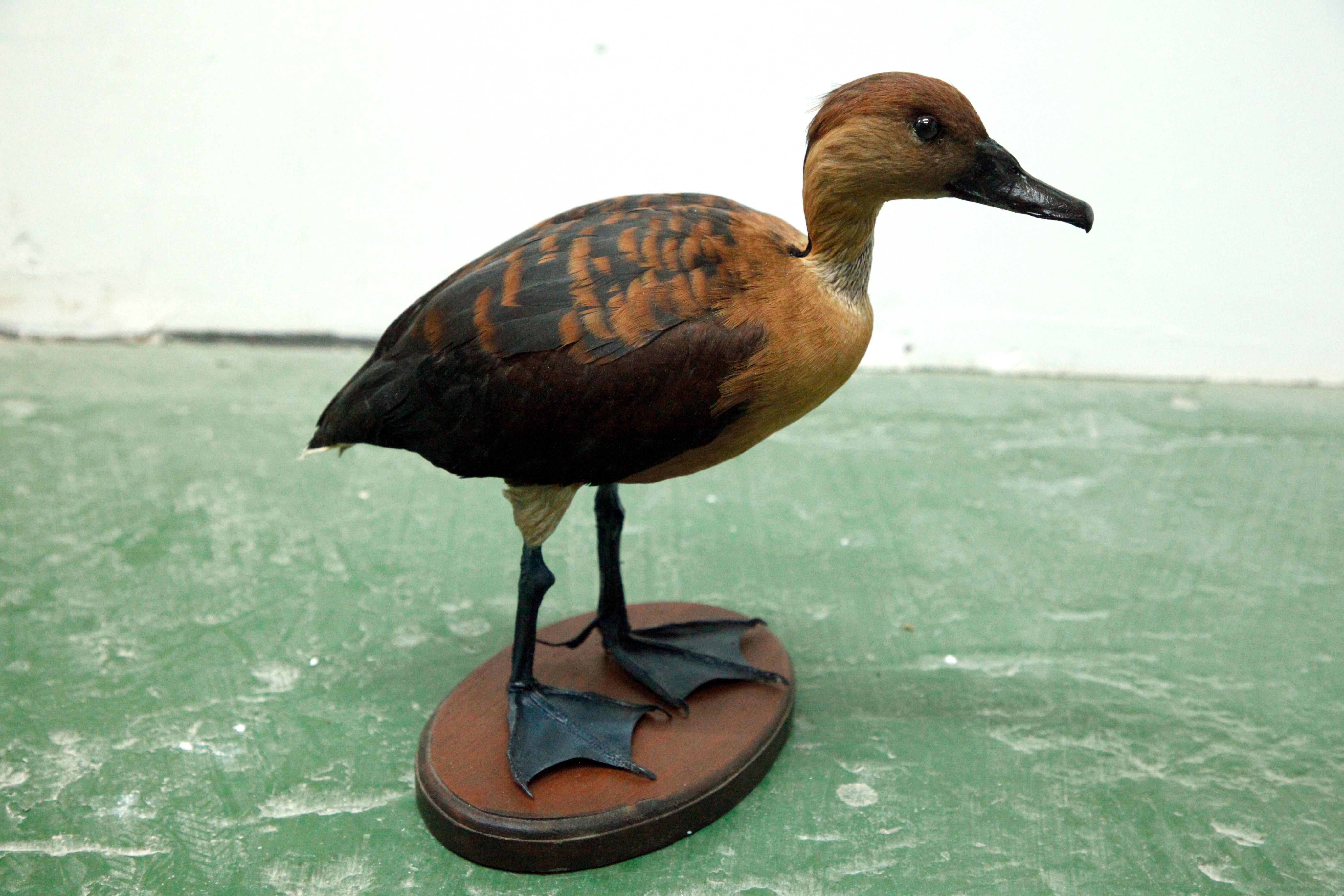 Fulvous whistling Duck 02