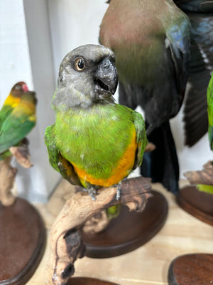 Senegal Parrot